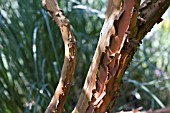 ARBUTUS,  ANDRACHNOIDES SHOWING THE ATTRACTIVE BARK.