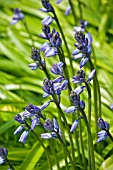 BLUEBELLS,  HYACINTHOIDES NON SCRIPTA