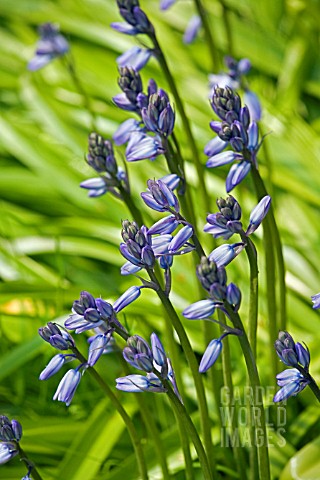 BLUEBELLS__HYACINTHOIDES_NON_SCRIPTA