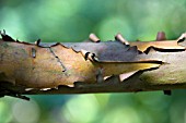 ARBUTUS,  ANDRACHNOIDES SHOWING THE ATTRACTIVE BARK.