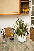 DRACAENA MARGINATA IN THE KITCHEN TOLERATING LIGHT SHADE AND LIKING THE HUMIDITY.