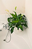 A SHADE TOLERANT SPATHIPHYLLUM,  PEACE LILY GROWING IN A  BATHROOM.