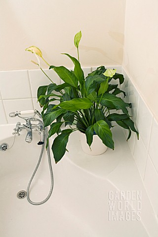 A_SHADE_TOLERANT_SPATHIPHYLLUM__PEACE_LILY_GROWING_IN_A__BATHROOM