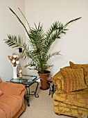 A LARGE SHADE TOLERANT PALM,  PHOENIX CANARIENSIS,  IN THE CORNER OF A ROOM