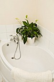 A SHADE TOLERANT SPATHIPHYLLUM,  PEACE LILY GROWING IN A  BATHROOM.
