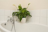 A SHADE TOLERANT SPATHIPHYLLUM,  PEACE LILY GROWING IN A  BATHROOM.