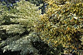 ON THE LEFT IS THE CORNUS CONTROVERSA VARIEGATA,  THE WEDDING CAKE TREE. AND ON THE RIGHT IS THE,  ELAEAGNUS X EBBINGEI GILT EDGE GROWN AS LARGE AS A TREE.