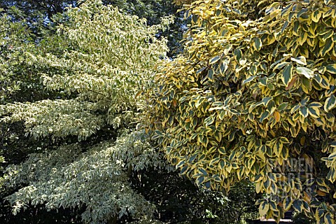 ON_THE_LEFT_IS_THE_CORNUS_CONTROVERSA_VARIEGATA__THE_WEDDING_CAKE_TREE_AND_ON_THE_RIGHT_IS_THE__ELAE