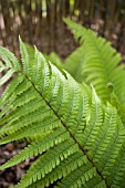 DRYOPTERIS WALLICHIANA