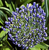 AGAPANTHUS LOCH HOPE