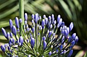 AGAPANTHUS LOCH HOPE