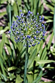 AGAPANTHUS LOCH HOPE