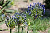 AGAPANTHUS LOCH HOPE.