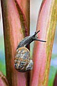 HELIX ASPERSA,  GARDEN SNAIL CLOSE UP CLIMBING A HOSTA