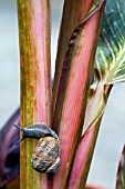 HELIX ASPERSA,  GARDEN SNAIL,  CLIMBING A CANNA.