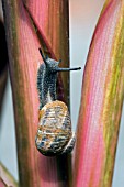 HELIX ASPERSA,  GARDEN SNAIL,  CLIMBING A CANNA.