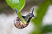 HELIX ASPERSA,  GARDEN SNAIL