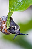 HELIX ASPERSA,  GARDEN SNAIL CLOSE UP,  MOVING ALONG A MAGNOLIA LEAF.