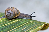 HELIX ASPERSA,  GARDEN SNAIL ON THE LEAF OF A CANNA.