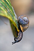 HELIX ASPERSA,  GARDEN SNAIL ON THE LEAF OF A CANNA.