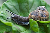 HELIX ASPERSA,  GARDEN SNAIL