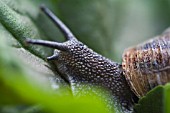 HELIX ASPERSA,  GARDEN SNAIL