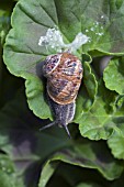 HELIX ASPERSA, (GARDEN SNAIL) ON A GERANIUM LEAF.