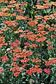 ACHILLEA WALKER FUNCKE