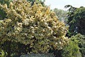 ELAEAGNUS X EBBINGEI GILT EDGE