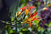 CANNA INDICA