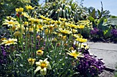 ARGYRANTHEMUM FRUTESCENS NELIA. WITH SALVIA SALSA PURPLE. AT RHS GARDEN,  HYDE HALL.