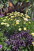 ARGYRANTHEMUM FRUTESCENS NELIA. WITH SALVIA SALSA PURPLE