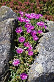 LAMPRANTHUS ROSEUS,  ROSY DEWPLANT GROWING BETWEEN ROCKS