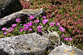 LAMPRANTHUS ROSEUS,  ROSY DEWPLANT GROWING BETWEEN ROCKS