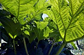 GUNNERA MANICATA