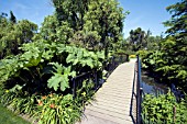 GUNNERA MANICATA GROWING ON THE LEFT OF THE BRIDGE,  BY THE LOWER POND AT RHS GARDEN,  HYDE HALL IN JULY.