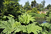 GUNNERA MANICATA GROWING BY THE LOWER POND AT RHS GARDEN,  HYDE HALL IN JULY.