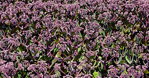 SEDUM_TELEPHIUM_MATRONA