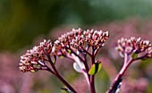 SEDUM TELEPHIUM MATRONA.