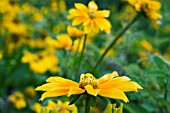 RUDBECKIA PRAIRIE SUN