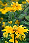 RUDBECKIA PRAIRIE SUN