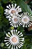 OSTEOSPERMUM NASINGA CREAM