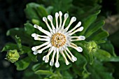 OSTEOSPERMUM NASINGA CREAM