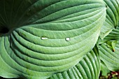 HOSTA SNOWDEN WITH RAINDROPS