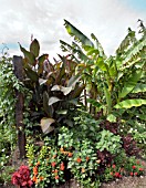 DAHLIA FIGARO SERIES AND COPROSMA REPENS PICTURATA IN THE FRONT OF MUSA BASJOO, AND CANNA INDICA PURPUREA.