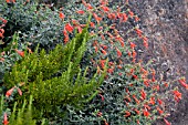 ZAUSCHNERIA CALIFORNICA ED CARMAN AND ROSMARINUS OFFICINALIS PROSTRATUS GROUP