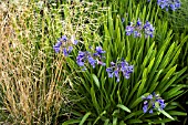 DESCHAMPSIA CESPITOSA GOLDGEHANGE WITH AGAPANTHUS BLUE BIRD