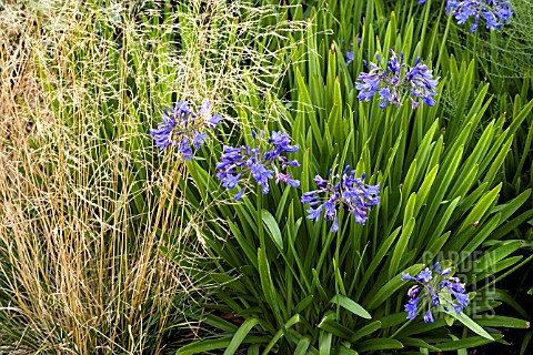 DESCHAMPSIA_CESPITOSA_GOLDGEHANGE_WITH_AGAPANTHUS_BLUE_BIRD