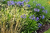 DESCHAMPSIA CESPITOSA GOLDGEHANGE WITH AGAPANTHUS BLUE BIRD