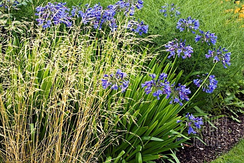 DESCHAMPSIA_CESPITOSA_GOLDGEHANGE_WITH_AGAPANTHUS_BLUE_BIRD